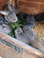 Kaninchen Jungtiere Sachsen - Bernsbach  Vorschau