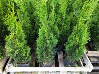 Thuja Smaragd 70-100 cm / Thujen Thujas Hecke Pflanzen Baden-Württemberg - Obersulm Vorschau