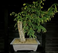 Bonsai Eibe Bayern - Karlstein Vorschau