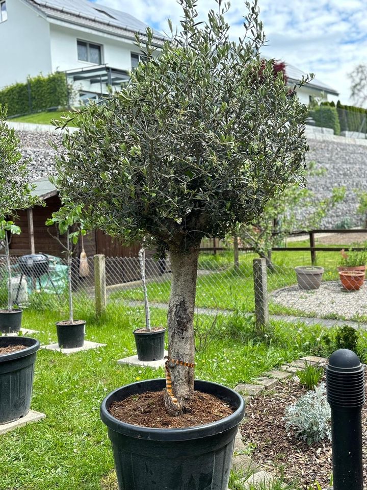 Olivenbaum ca. 40 Jahre alt in Konstanz
