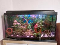 Panorama Aquarium mit Technik Sachsen-Anhalt - Tornau Vorschau