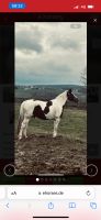 Warmblut Wallach Pferd 9 Jahre Preis verhandelbar Saarland - Merchweiler Vorschau