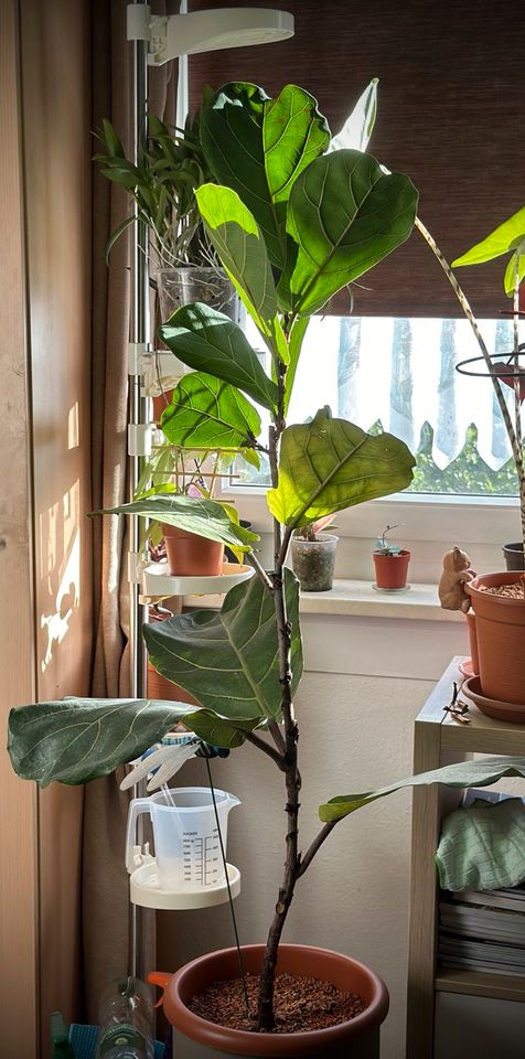 Verschenke Geigenfeige Ficus Lyrata an Selbstabholer! in Berlin