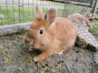 Kaninchen männlich 1 Jahr alt braun Sachsen - Borna Vorschau