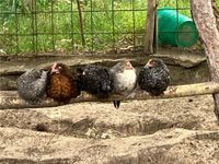 Olivleger Easteregger Huhn Hahn Buntleger Niedersachsen - Dannenberg (Elbe) Vorschau