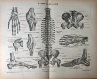 Poster Druck Bänder des Menschen Anatomie Medizin Biologie Berlin - Charlottenburg Vorschau