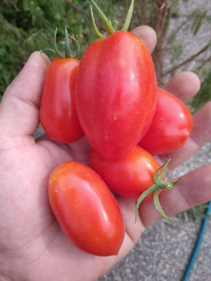 San Marzano Bio Tomatensamen - samenfest in München