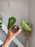 Alocasia Black Velvet / Zimmerpflanze Hannover - Vahrenwald-List Vorschau