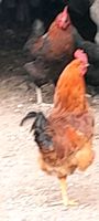 Hühner-Bruteier Thüringen - Auma Vorschau