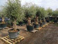 Olea europea, Olivenbaum Nordrhein-Westfalen - Brüggen Vorschau