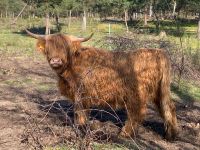 Highland Cattle Färsen Herdbuch Bio Rheinland-Pfalz - Berg Vorschau