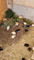 Hühner Küken  Bruteier Hennen Geflügel Enten Gänse Marans buntleg Bayern - Creußen Vorschau