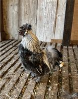 Zwergseidenhühner (keine) Bruteier Seidenhühner Nordrhein-Westfalen - Kleve Vorschau