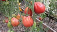 Ochsenherz Grüße Fleischtomaten Tomatenpflanzen Gurken Setzlinge Baden-Württemberg - Hügelsheim Vorschau