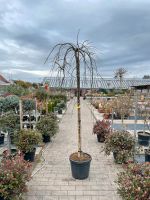 Hängender Schnurbaum/Sophora japonica Pendula/Höhe 250-300 cm Hessen - Rodenbach Vorschau