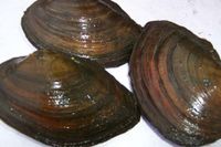 Teichmuscheln im Angebot vom Koi -Center Schafflund Schleswig-Holstein - Wallsbüll Vorschau