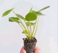 Pilea Peperomioides Ableger/ Babyplant/ Babypflanze Nordrhein-Westfalen - Mönchengladbach Vorschau
