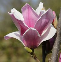 Großblütige Säulen Magnolie Satisfaction 40-60cm - Magnolia Niedersachsen - Bad Zwischenahn Vorschau