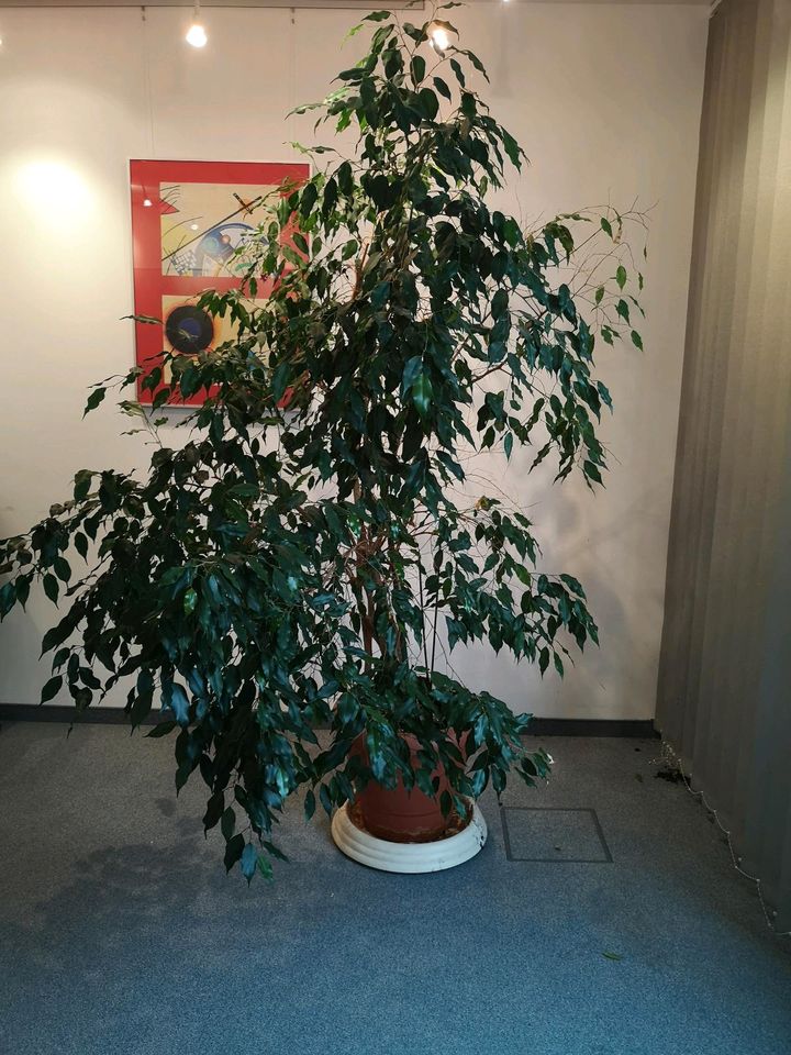 Ficus Benjamin in München