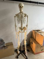 Anatomisches Skelett München - Schwabing-West Vorschau
