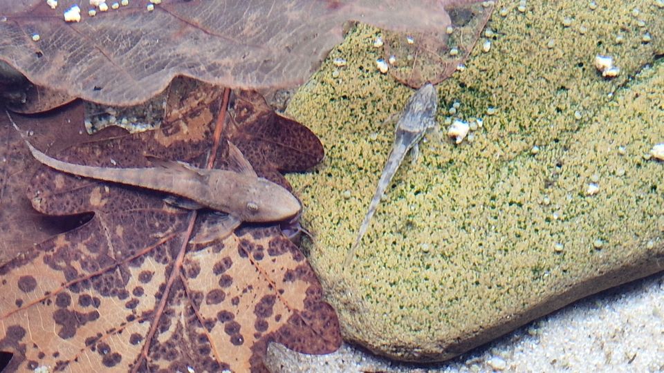 Zwergstörwelse, Sturisomatichthys leightoni WF-Nachzucht in Langerwehe