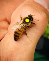 Bienenvolk Ableger Zander Nordrhein-Westfalen - Grevenbroich Vorschau