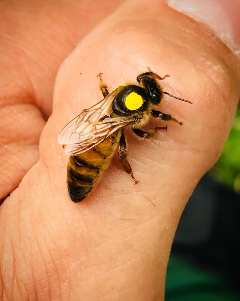 Bienenvolk Ableger Zander in Grevenbroich