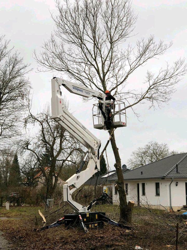 Baumfällung, Baumpflege, Baumschnitt, in Lüdershagen