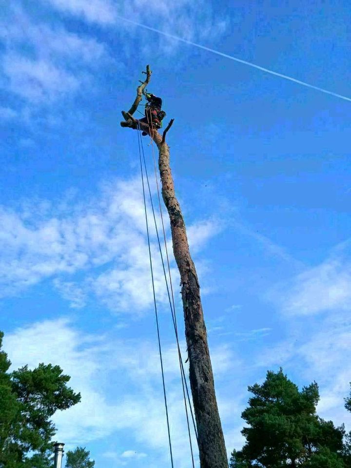 Baumfällung Baumpflege Seilklettertechnik (SKT) in Brandenburg an der Havel