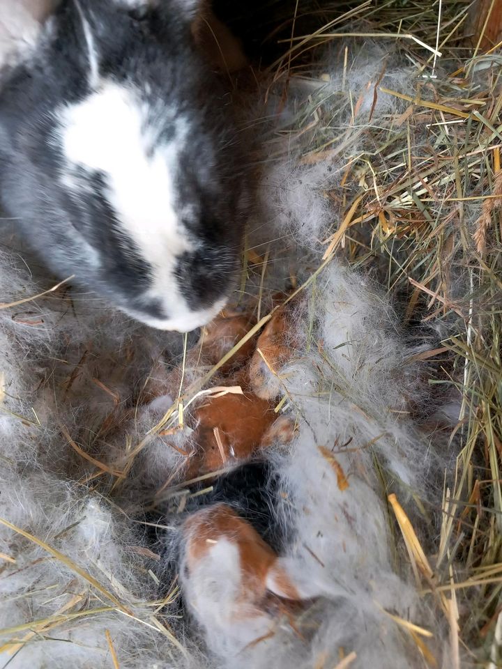 Dt. Riesen / Widder / Neuseeländer in Zaberfeld