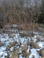 Himbeere pflanzen Niedersachsen - Dissen am Teutoburger Wald Vorschau