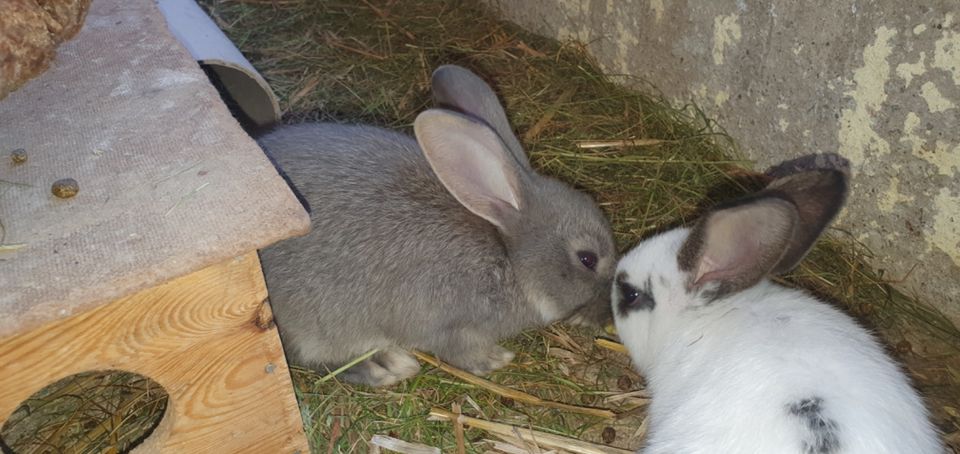 Junge Kaninchen Hasen Dorfmix in Gnoien