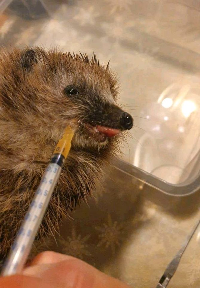 Igel gefunden Igelhilfe Tierhilfe Igelpflege Pflegestelle in Voerde (Niederrhein)