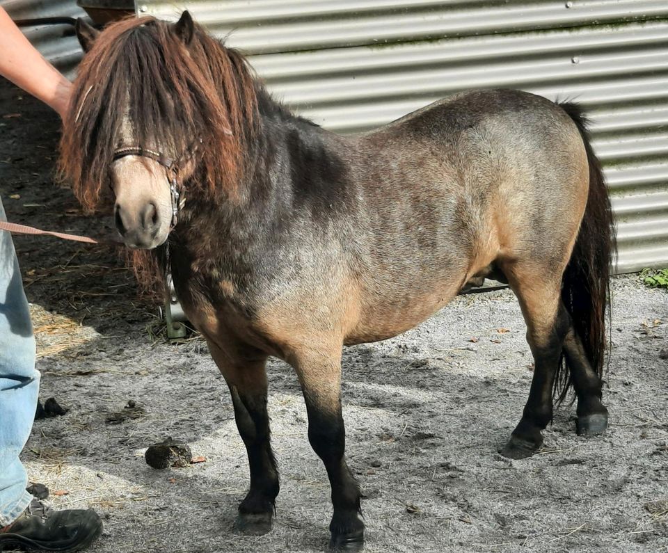 Minishetlandpony  Hengst Night in Künzing