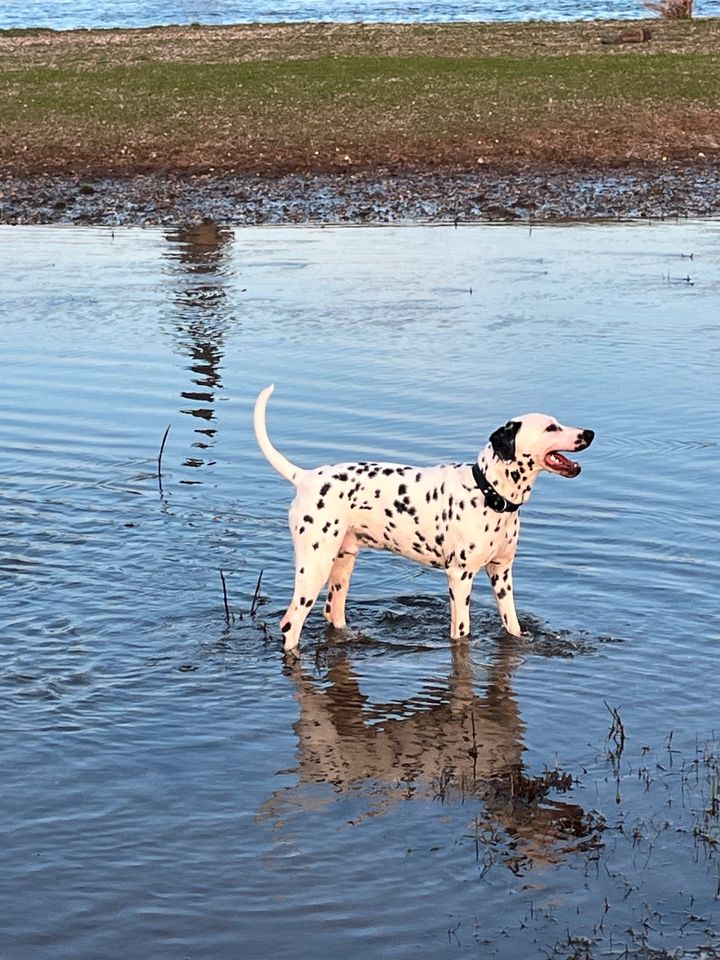 Hundebetreuung in Düsseldorf