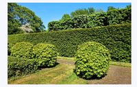 Hecken schneiden, Obstbäume schneiden Gartenpflege Rollrasen Baden-Württemberg - Heilbronn Vorschau