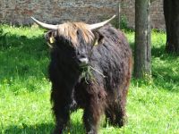 Highland Cattle schottisches Hochlandrind weibl. Absetzer Bayern - Altomünster Vorschau