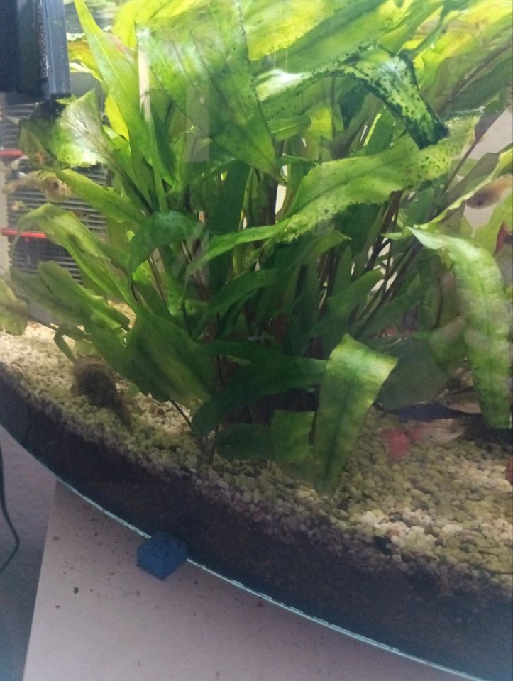 Aquariumpflanze abzugeben in Dülmen