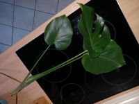 Monstera Deliciosa Schleswig-Holstein - Ammersbek Vorschau