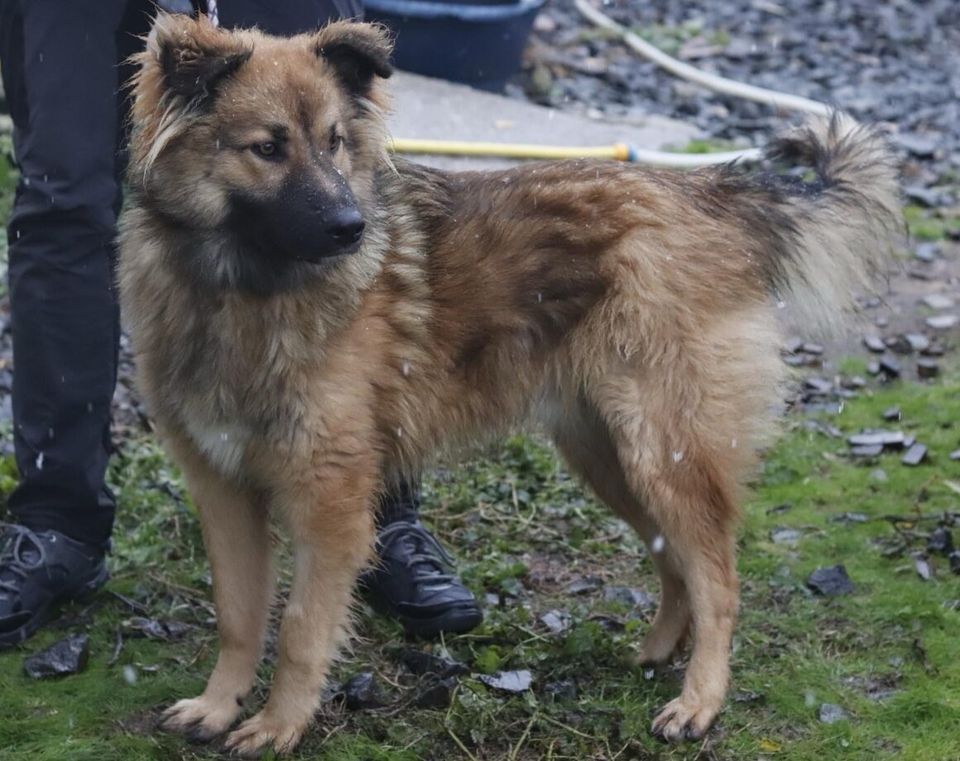 Brian sucht liebevolle Adoptanten in München