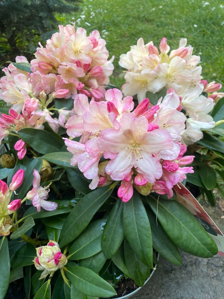 Rhododendron Strauch immergrün winterhart in Halle