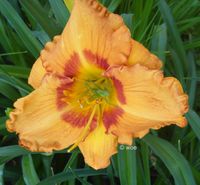 Hemerocallis Taglilie " MARILYN SIWIK " DF Köln - Merkenich Vorschau