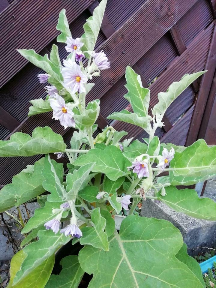 30 x Samen Eierbaum weiße Früchte  Pflanze Aubergine Gemüse in Dürrhennersdorf