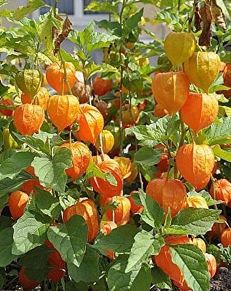 Physalis Ananas Kirsche Tomatillo Landen Beere Obst Garten Balkon in Bergheim