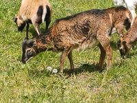 Kamrun Mufflon Mix Bock Brandenburg - Oberuckersee Vorschau