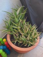 Grosse Aloe mit vielen Ablegern Bayern - Essenbach Vorschau