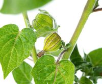 Physalis, Andenbeere Pflanzen aus Bio Naturgarten Niedersachsen - Norden Vorschau