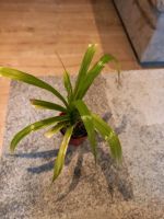 Palme Blume Grünpflanze Nordrhein-Westfalen - Salzkotten Vorschau
