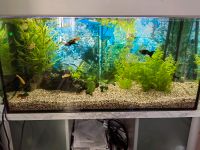 Aquarium 200l mit Zubehör (wassersauger auch dabei)!!! Sachsen - Nossen Vorschau