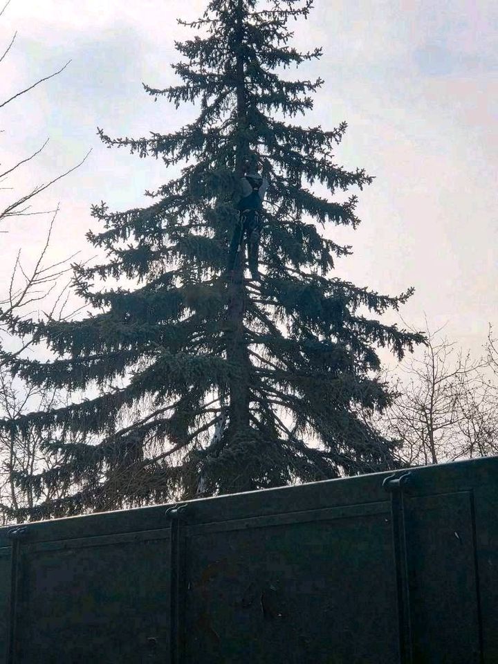 Baumfällung Baumpflege Winterdienst Schüttgut Transporte in Weilerswist